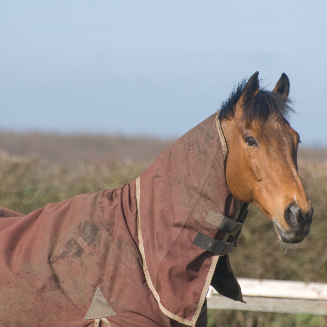 Supporting Gut Health Throughout Winter – The Equine Microbiome