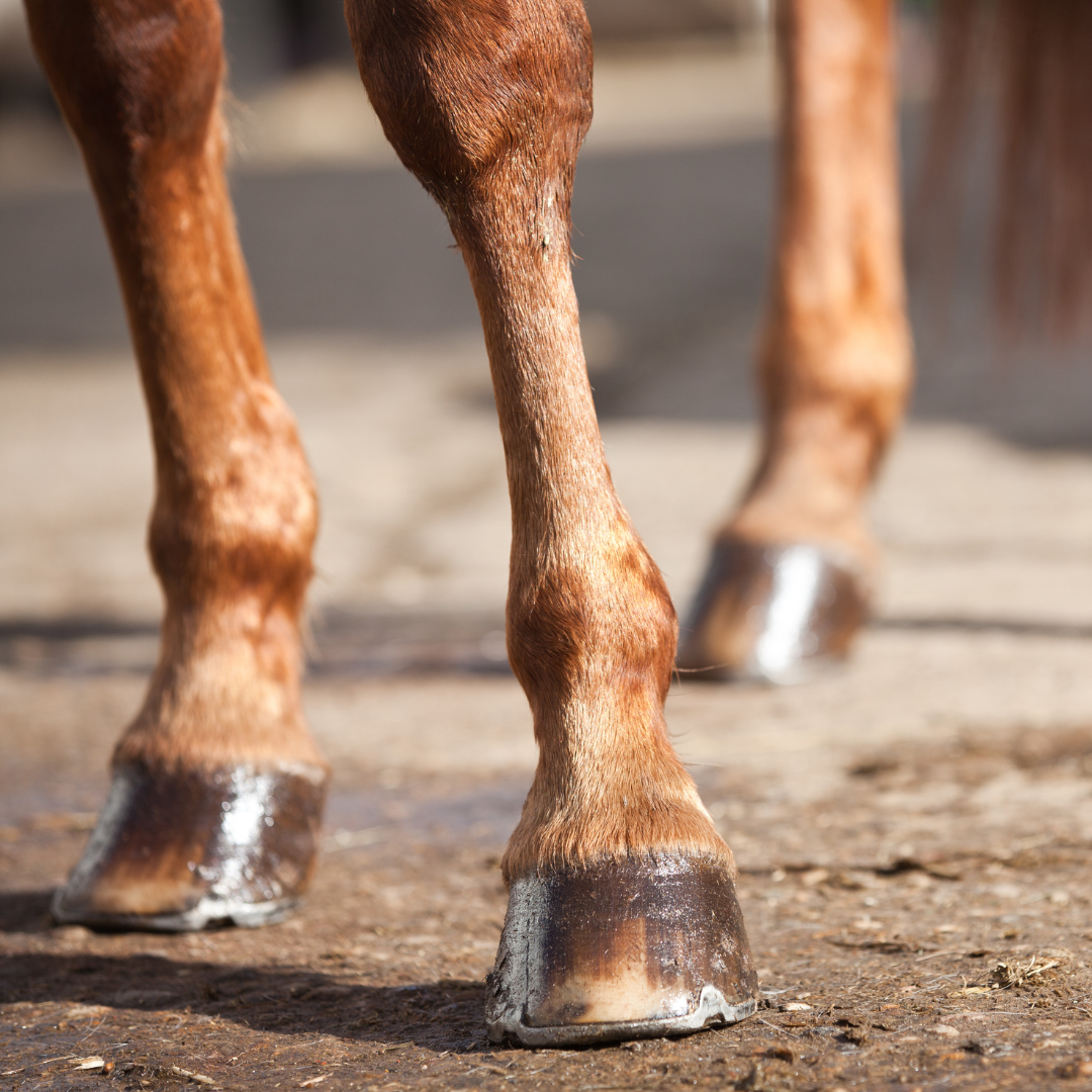 Hoof Care – How can we help our horse's feet during periods of dry weather?