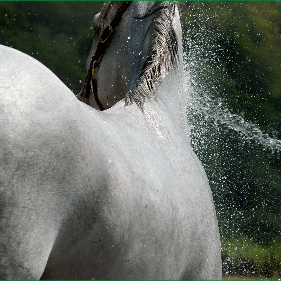 Caring for your horse in hot weather