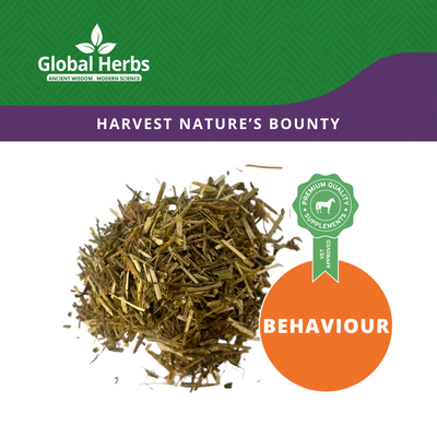 Vervain - Global Herbs