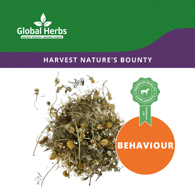 Whole Chamomile - Global Herbs